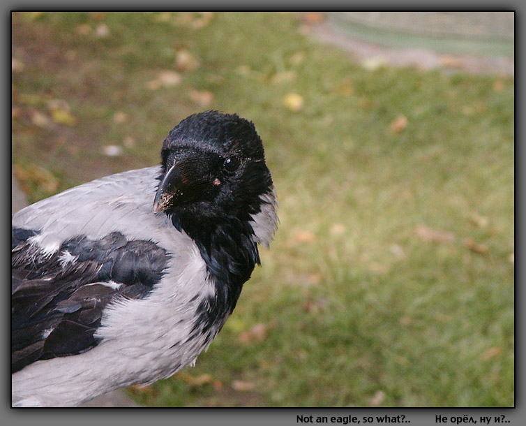 photo "Not an eagle, so what?" tags: nature, wild animals