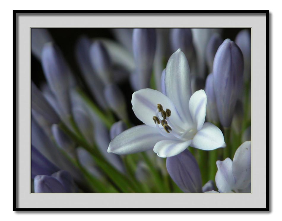 photo "agapanthus" tags: nature, flowers