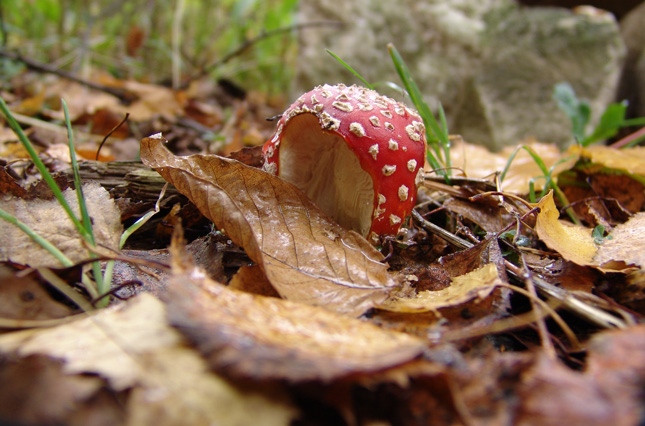 photo "Fly agaric" tags: nature, flowers