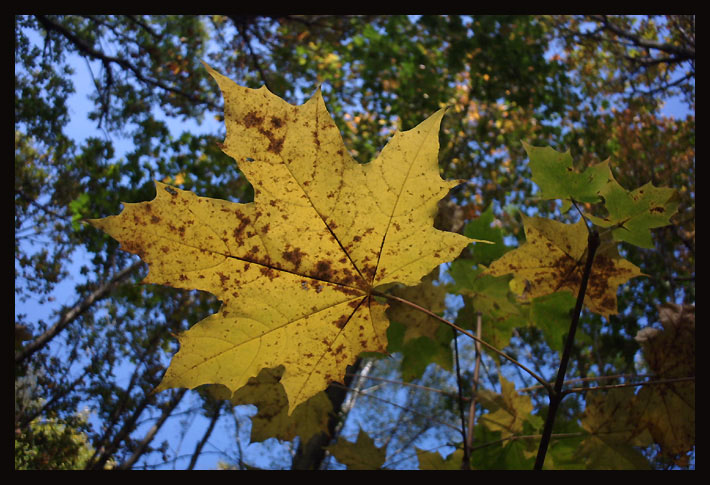 photo "* 3d" tags: landscape, autumn, forest