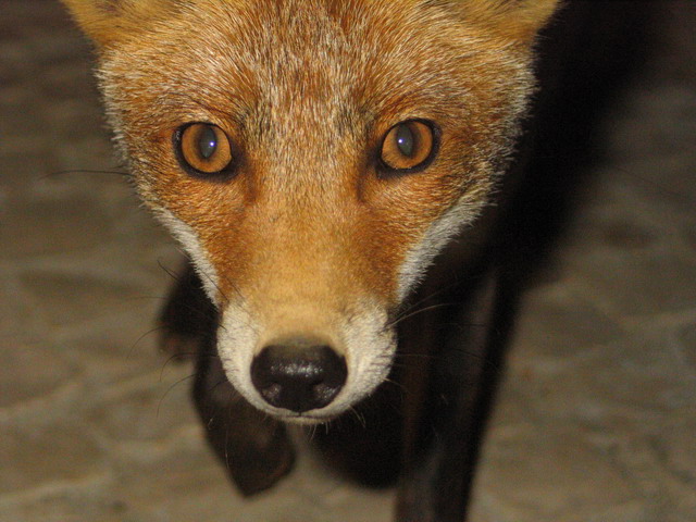 фото "FOX- Night visitor" метки: природа, дикие животные