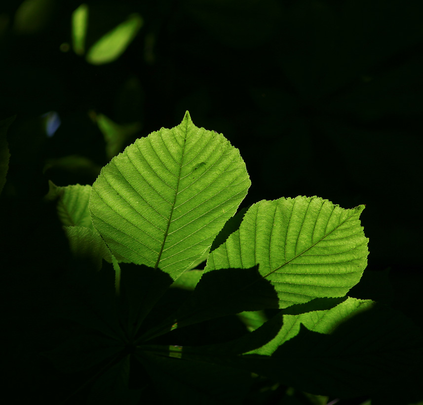 photo "no title" tags: nature, travel, Asia, flowers