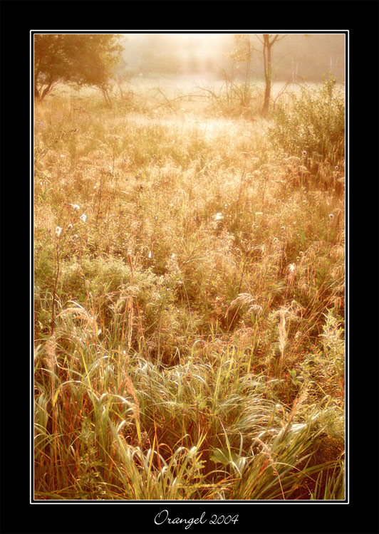 фото "Solar morning" метки: пейзаж, природа, закат, цветы