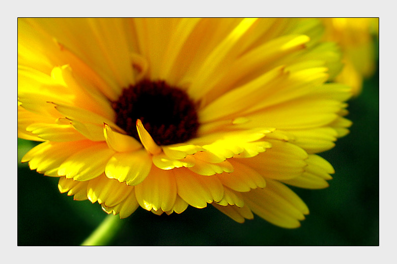 photo "petals" tags: macro and close-up, 