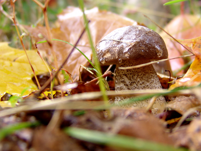 photo "Birch mushroom" tags: nature, flowers