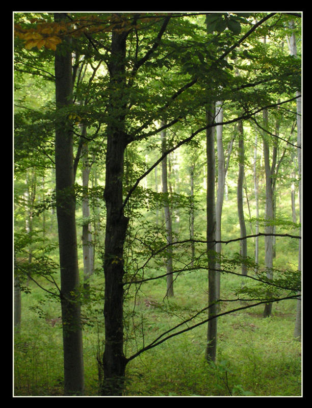 фото "osennyj lec" метки: пейзаж, лес