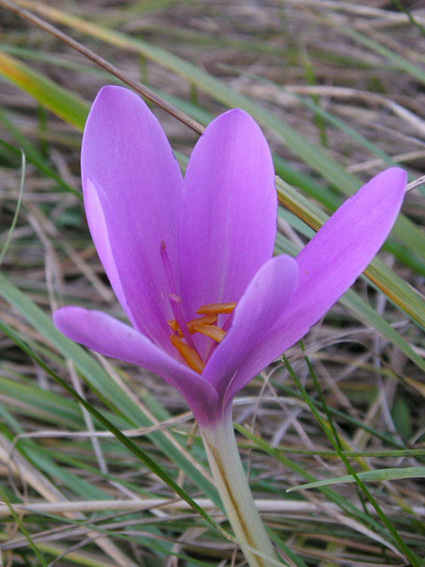 photo "COLCHICUM" tags: nature, macro and close-up, flowers