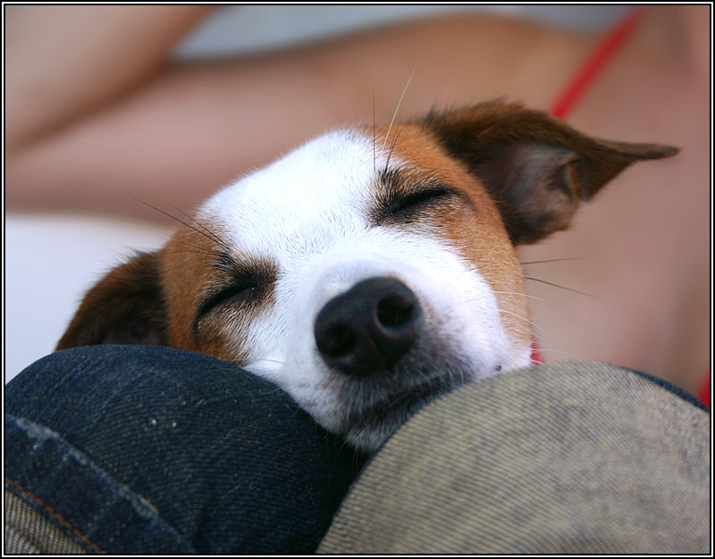photo "Dreaming Tootsie" tags: nature, pets/farm animals