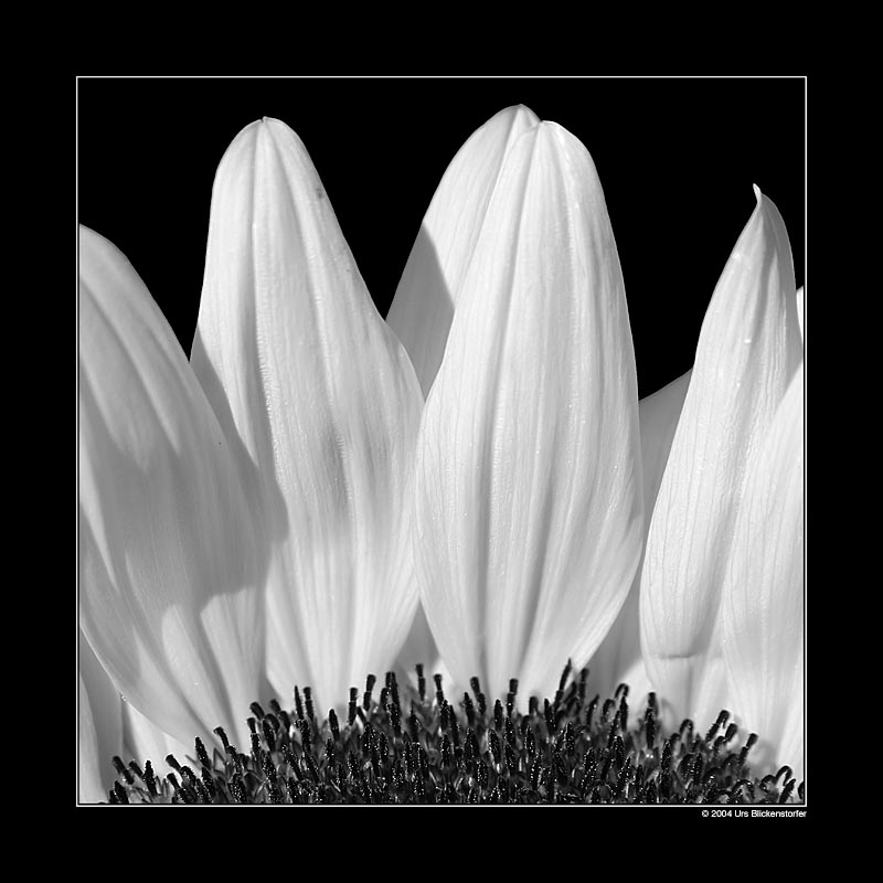 фото "White Crown" метки: макро и крупный план, природа, цветы