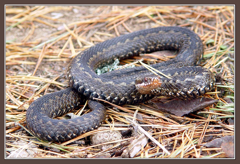 photo "The snake" tags: nature, wild animals