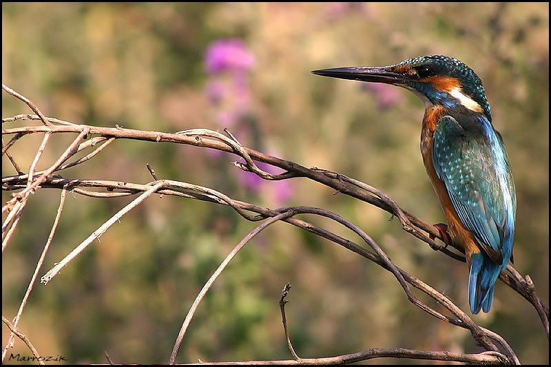 photo "Kingfisher" tags: nature, wild animals