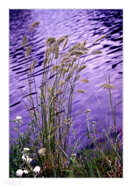 фото "Ветерок..Тихий шопот реки.. И колоски..колоски..ко" метки: пейзаж, природа, вода, цветы
