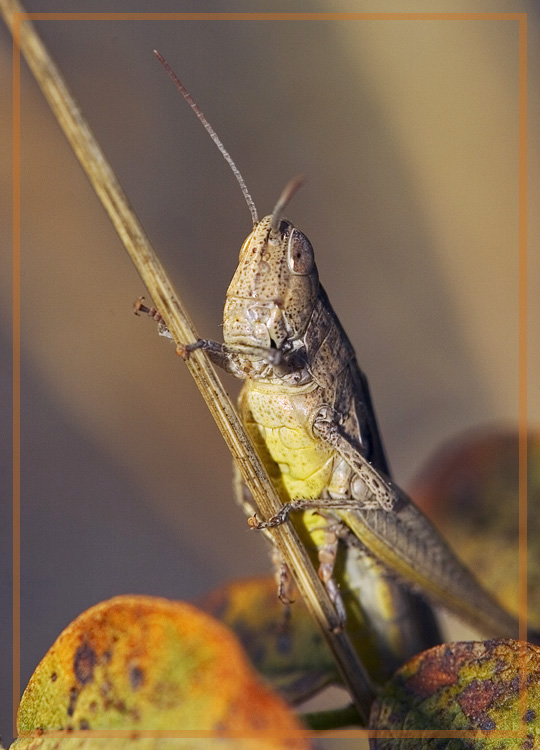 photo ""Maestro", or a farewell concert of the actor... "" tags: nature, macro and close-up, insect