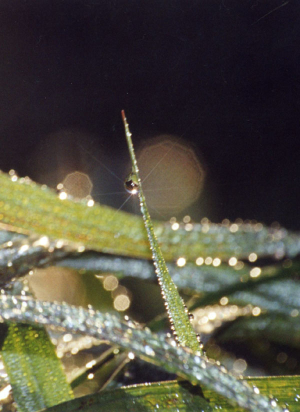 photo "Dew" tags: macro and close-up, nature, 