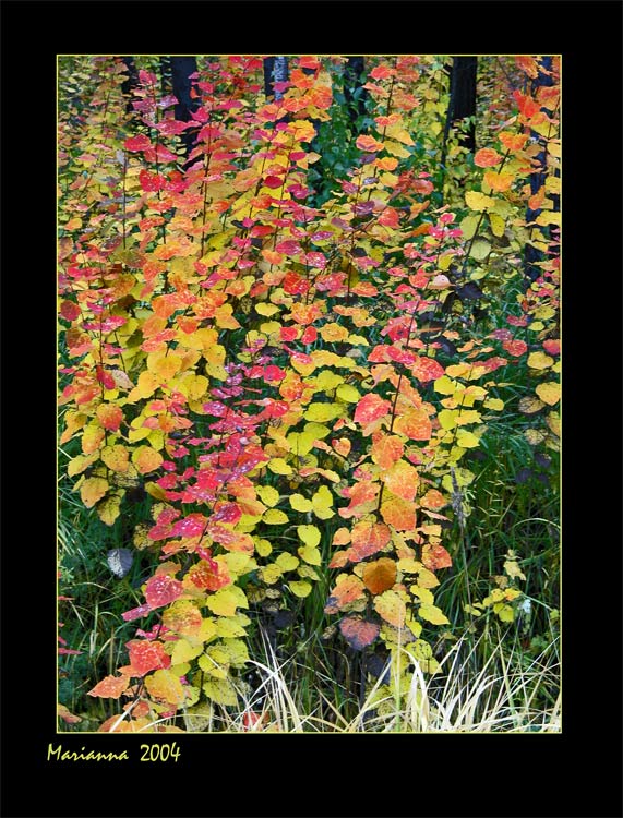 photo "Autumn palette" tags: landscape, autumn, forest