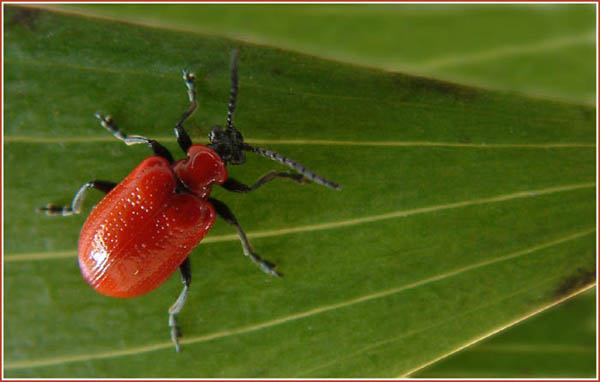 фото "Scarlet Lily Beetle" метки: природа, насекомое