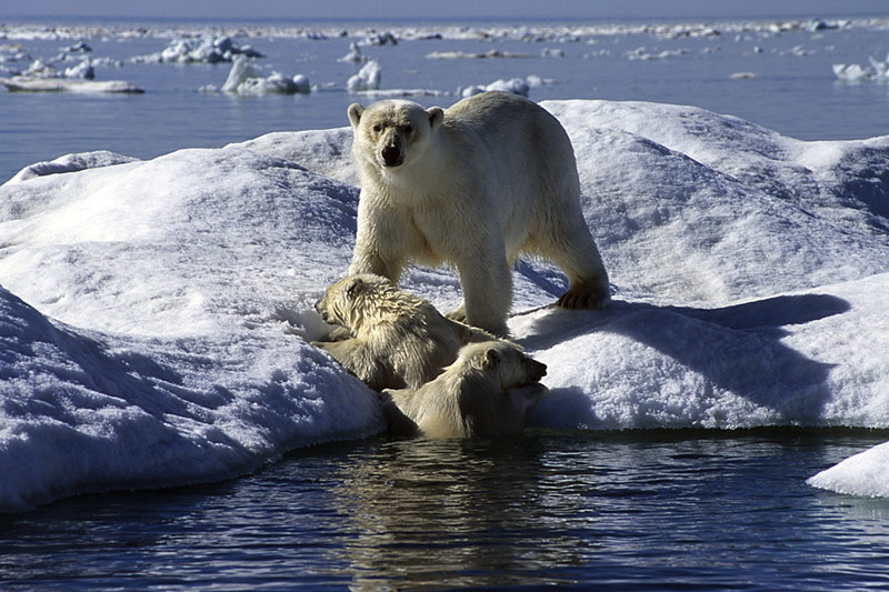 photo "Mrs.Cold & Sons" tags: nature, wild animals
