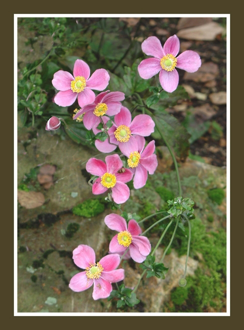 photo "Autumncolors (Anemone `Pamina`)" tags: nature, flowers