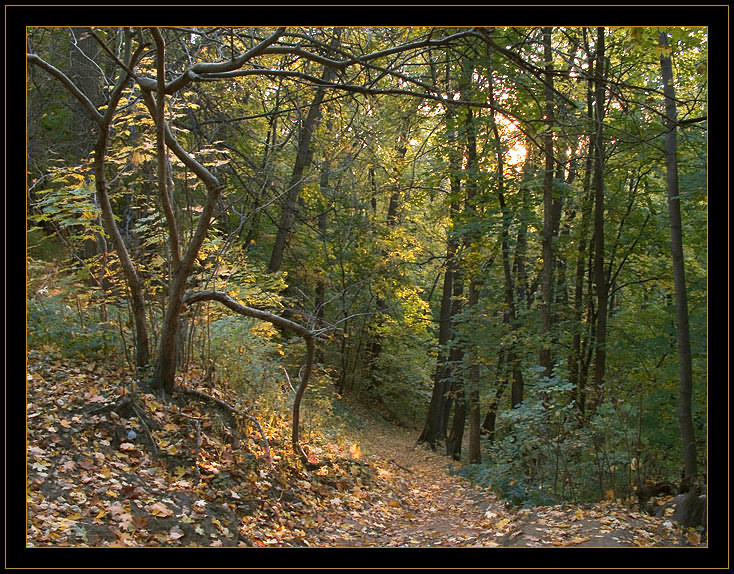 photo "Going down footpath" tags: landscape, forest