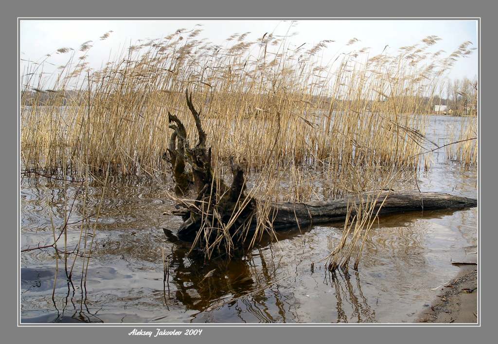 photo "Koryazhina" tags: landscape, spring, water