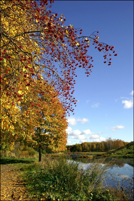 photo "A long the brook-1" tags: landscape, autumn