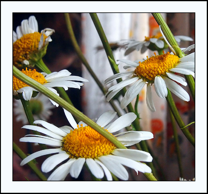 photo "Memoirs on summer" tags: nature, still life, flowers