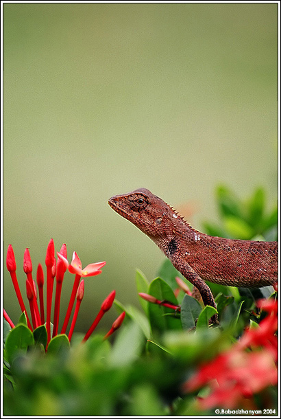 photo "Flora & Fauna" tags: macro and close-up, 