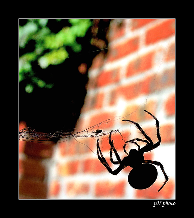 photo "fly cries" tags: macro and close-up, nature, insect