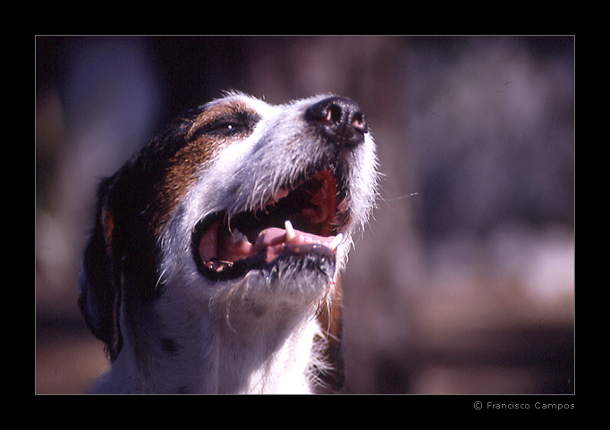 photo "(no title)" tags: nature, misc., pets/farm animals