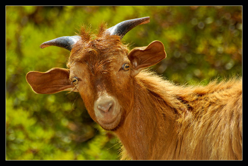 фото "I`m all Ears, Darling! ;-))" метки: природа, путешествия, Азия, дикие животные