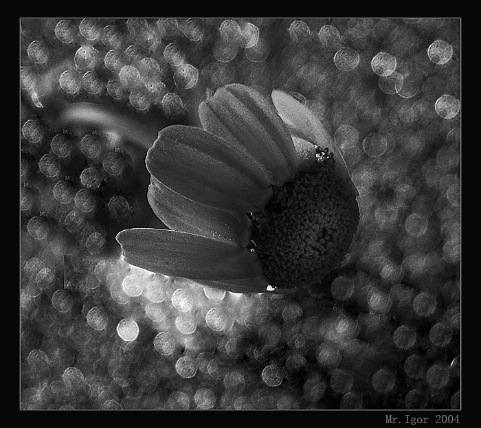 photo "Simply  flower" tags: still life, nature, flowers