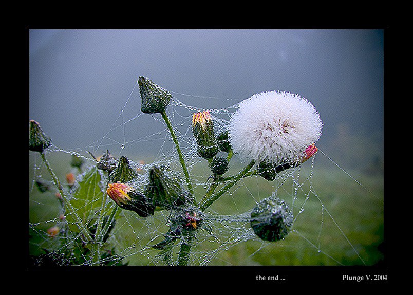 photo "the end" tags: nature, montage, flowers