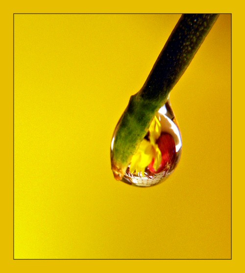 photo "water colors" tags: macro and close-up, 