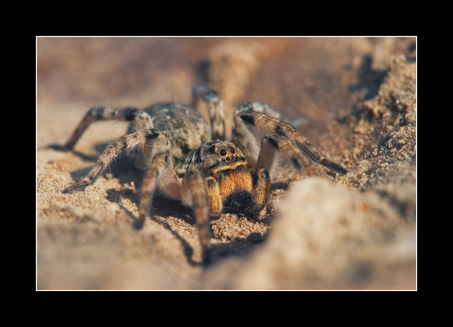 photo ""In an ambush, or goggle-eyed eight-legs"" tags: nature, macro and close-up, insect