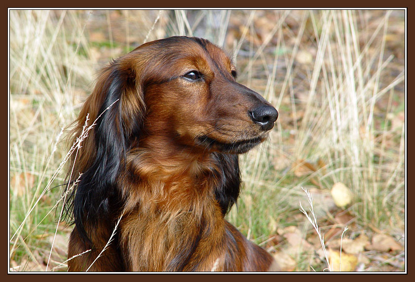 photo "Dog Portrait" tags: nature, portrait, pets/farm animals