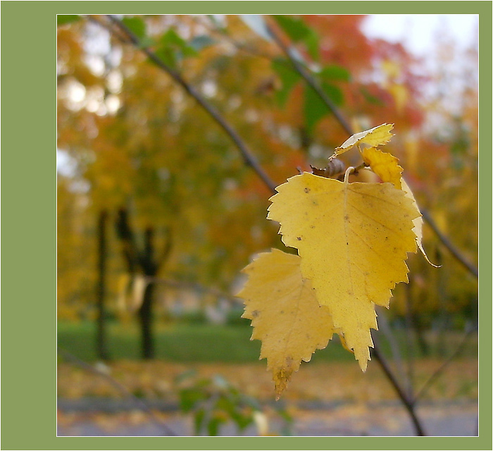 photo "To keep from last forces..." tags: nature, landscape, autumn, flowers