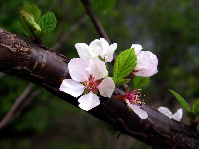 photo "the first" tags: nature, flowers