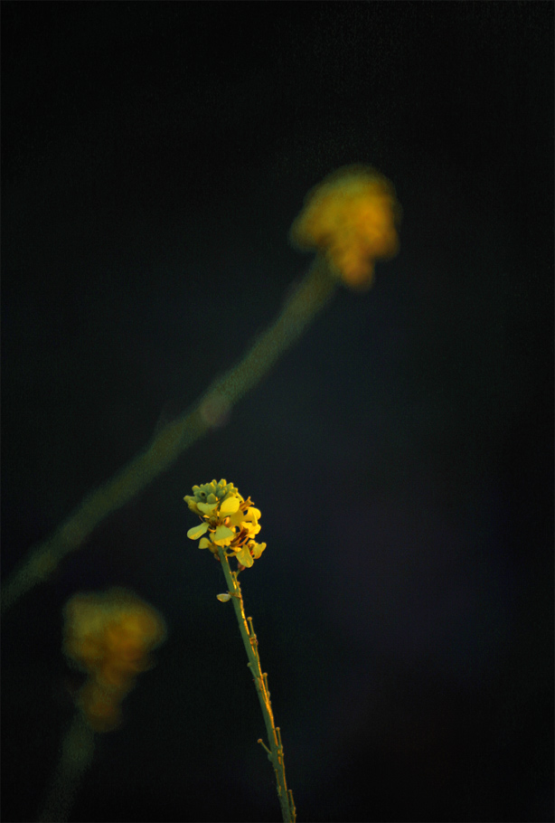 photo "yellow flower" tags: landscape, travel, Europe, forest