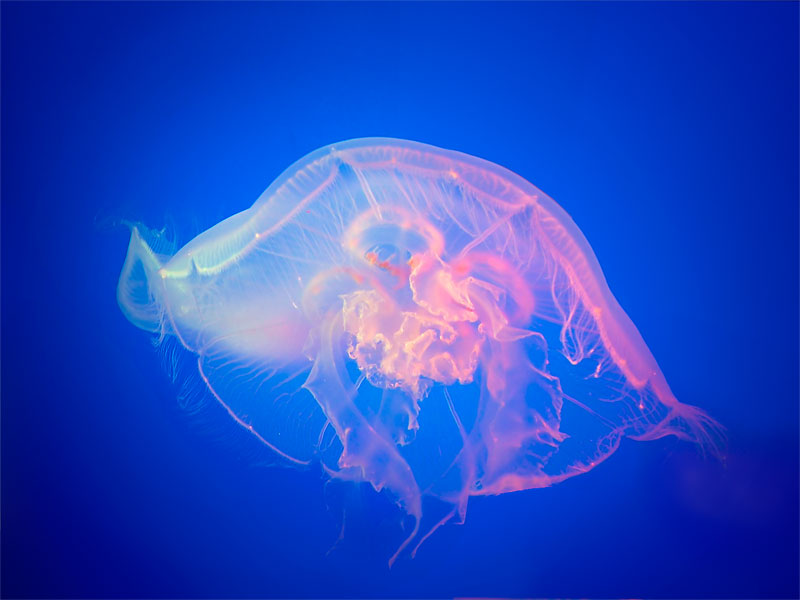 photo "Jellyfish" tags: nature, underwater, 
