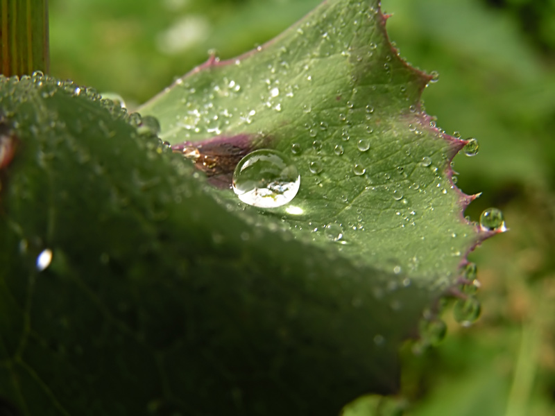 photo "Drops of dew" tags: nature, macro and close-up, 