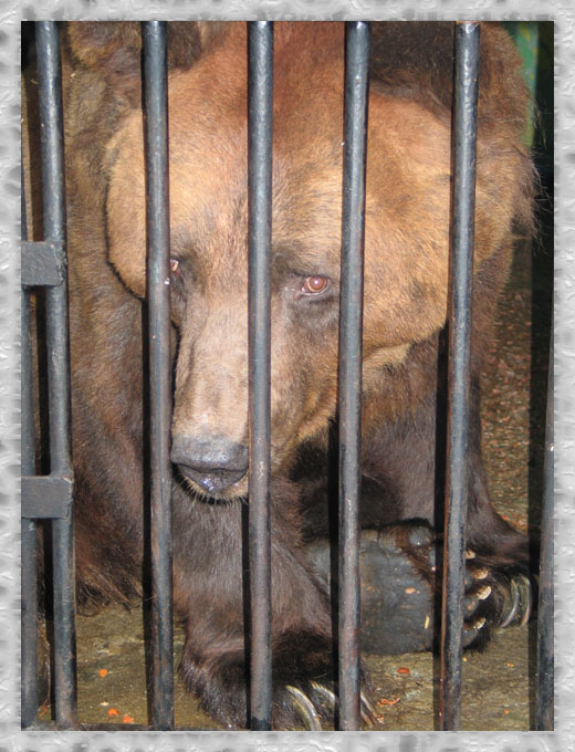photo "I`m a prisoner ..." tags: nature, wild animals