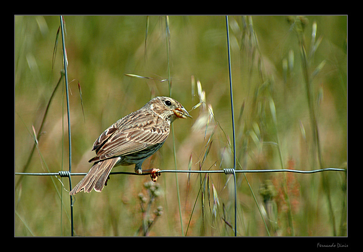 фото "Delicious seeds" метки: природа, дикие животные