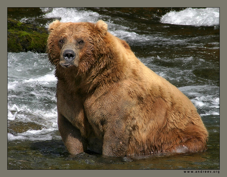 photo "Winnie-the-Pooh" tags: nature, travel, North America, wild animals