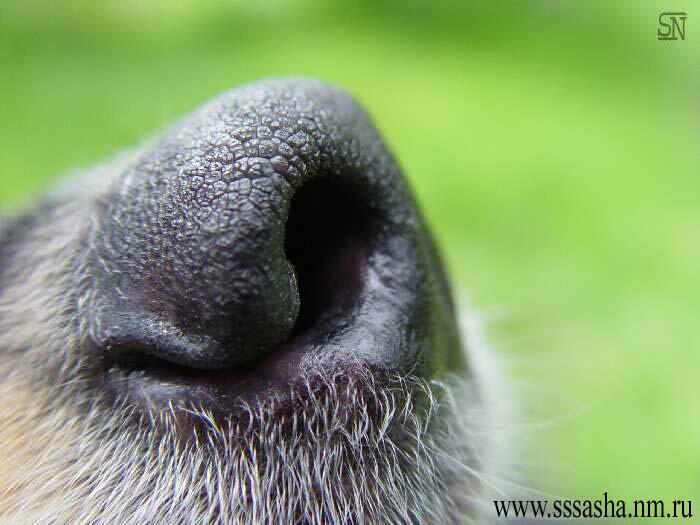 photo "dog (part 2)" tags: misc., 