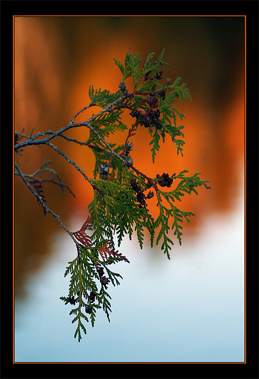 photo "Fall etude" tags: nature, macro and close-up, 