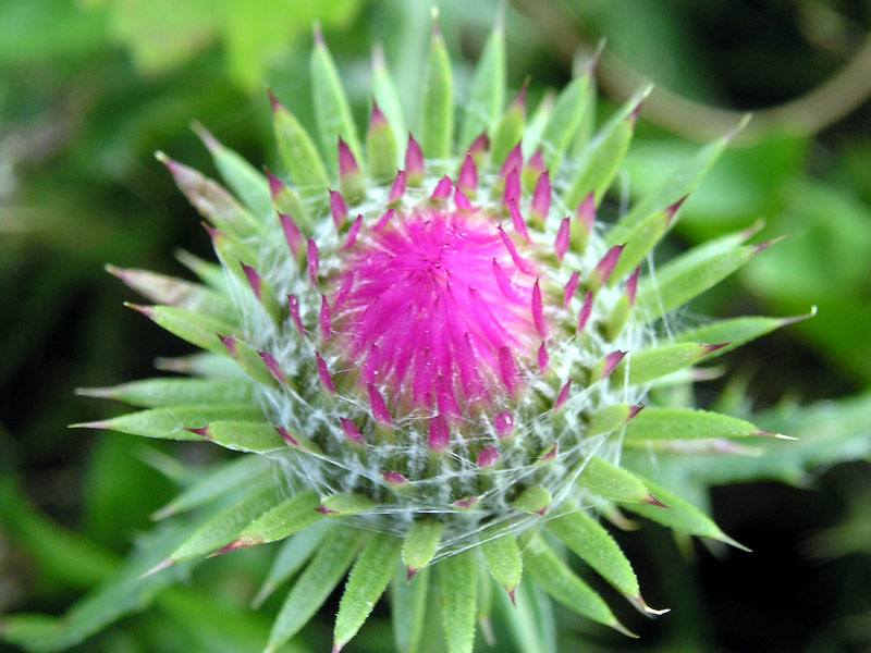 photo "Thistle" tags: nature, macro and close-up, flowers
