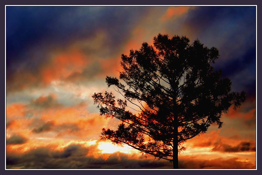 фото "Тревожный восход с силуэтом дерева" метки: пейзаж, закат, облака