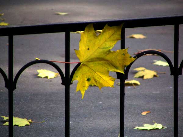 photo "loneliness" tags: nature, flowers