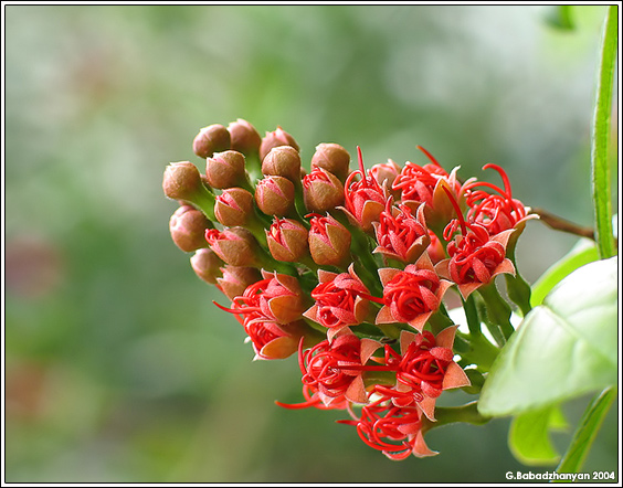 photo "Undefined Plant" tags: macro and close-up, 