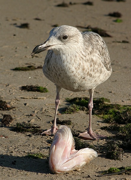 photo "My Fish" tags: nature, wild animals